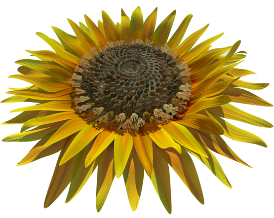 Sonnenblumenkerne